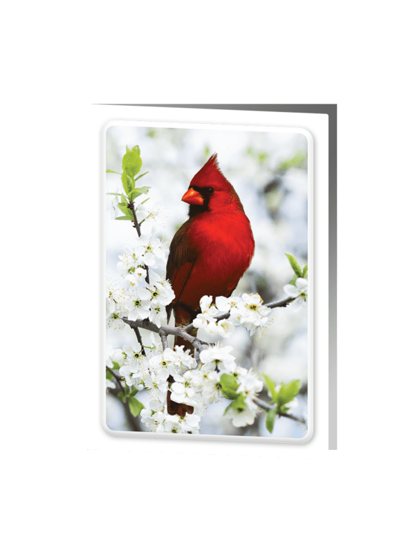 Cardinal Funeral Thank You Card