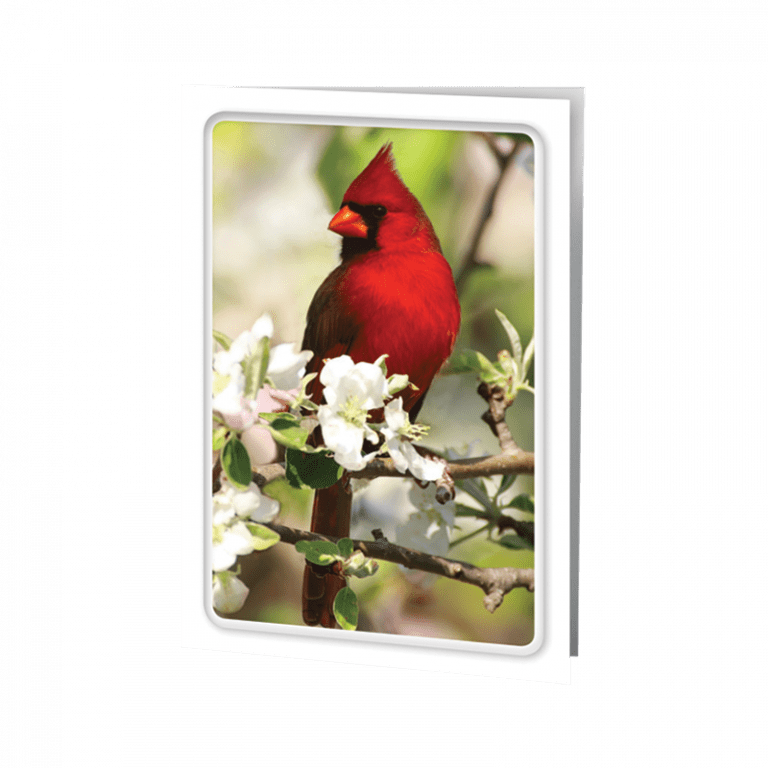 cardinal-funeral-thank-you-card-funeral-guest-books-funeral-cards
